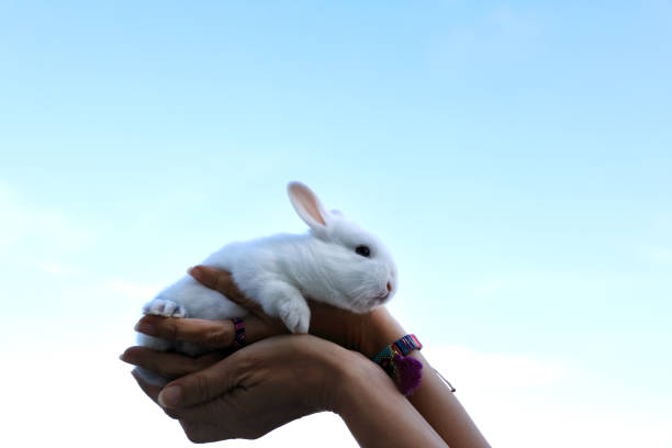 close up outdoor image of woman holding baby rabbit in her hands