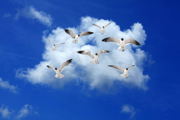 istock group of seagulls flying over blue sky 1264602149