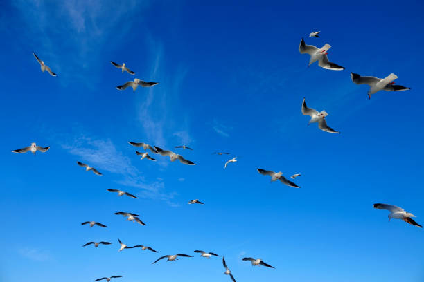 istock flock of seagulls flying over clear blue sky 1264602236