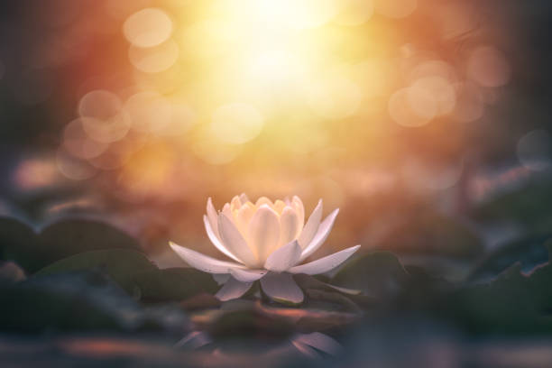 lotus flower in water with sunshine lotus water lily flower in water with sunshine lotus water lily white flower stock pictures, royalty-free photos & images