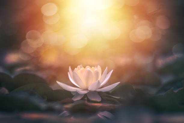 lotus flower in water with sunshine - lotus water lily water flower imagens e fotografias de stock