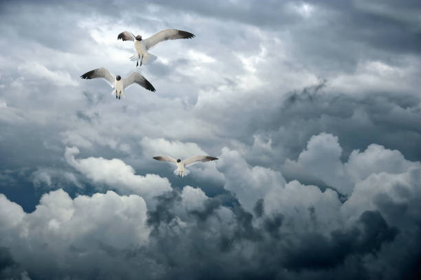Low angle view group of seagulls flying over storm clouds