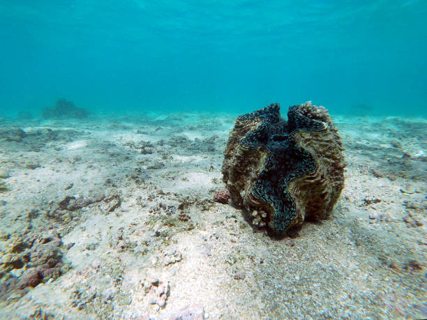 istock A giant clam shell on the ocean floor 1264602853