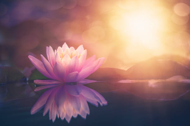 istock lotus flower in water with sunshine 1264603545