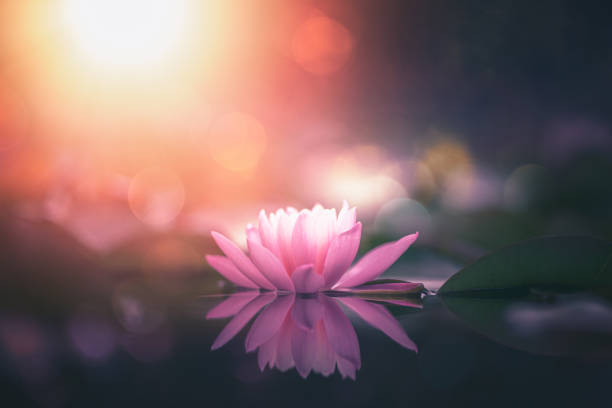 flor de loto en el agua con sol - water lily lotus water lily fotografías e imágenes de stock