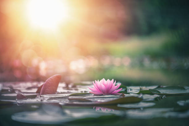 istock lotus flower in water with sunshine 1264604405