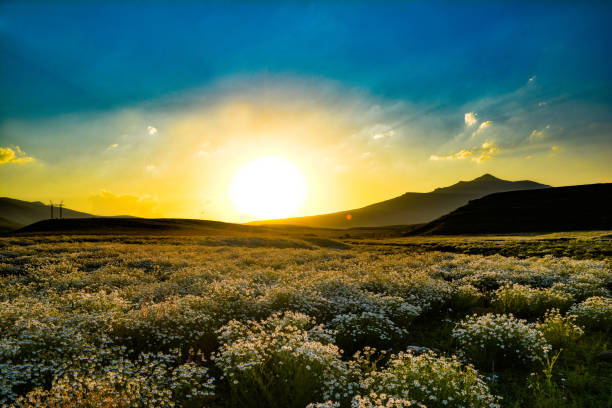 istock Fantastic sunset over a field of chamomile 1264605272