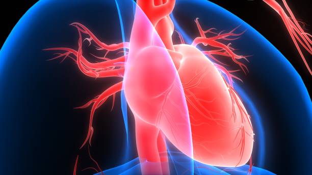 istock Human Circulatory System Heart Anatomy 1264605333