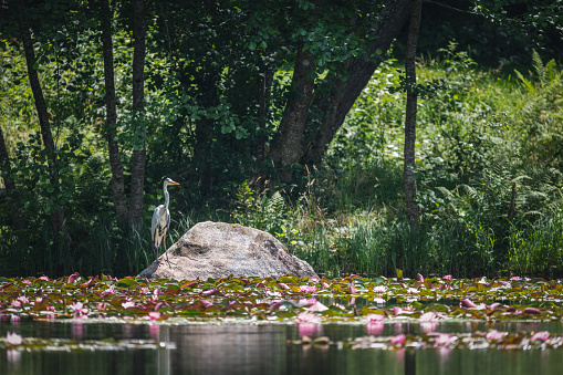 Heron on the pond with lotus flowers