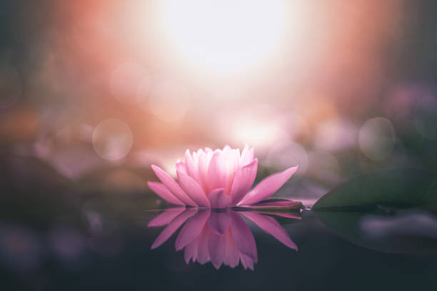 flor de loto en el agua con sol - water lily lotus water lily fotografías e imágenes de stock