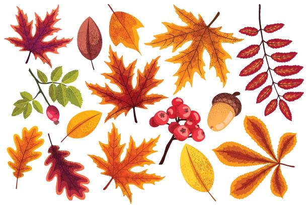 ilustrações de stock, clip art, desenhos animados e ícones de set of different autumn leaves in warm colors - outono folha
