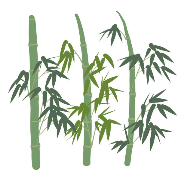 간단한 녹색 대나무 벡터 일러스트레이션 - bamboo shoot leaf bamboo green stock illustrations