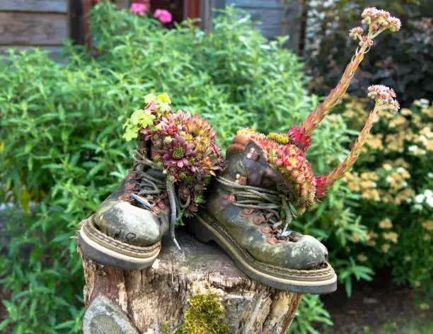 Sempervivum flower in two old hiking boots stand on a tree stump