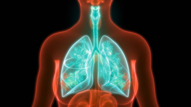 istock Human Respiratory System Lungs Anatomy 1264608180