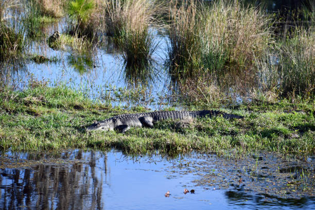 istock Alligator in Florida swamps 1264608884
