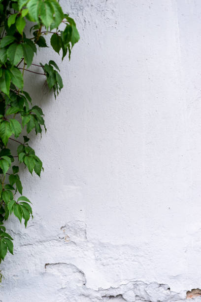 istock White Wall with Ivy for Nature Background. Copy Space for Text 1264609940