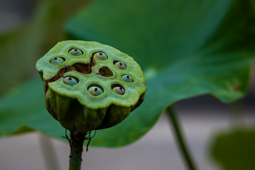 close-up of lotus petals