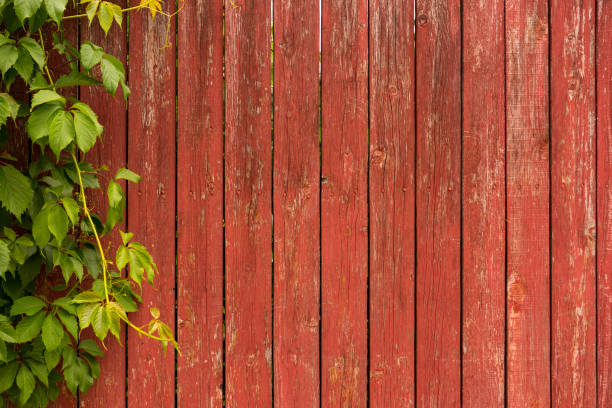 istock The Wood Wall with The Ivy for Nature Background. Copy Space for Text 1264610599