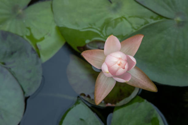 Free Stock Photo of A Pink Water Lily Floating on Top of a Pond ...