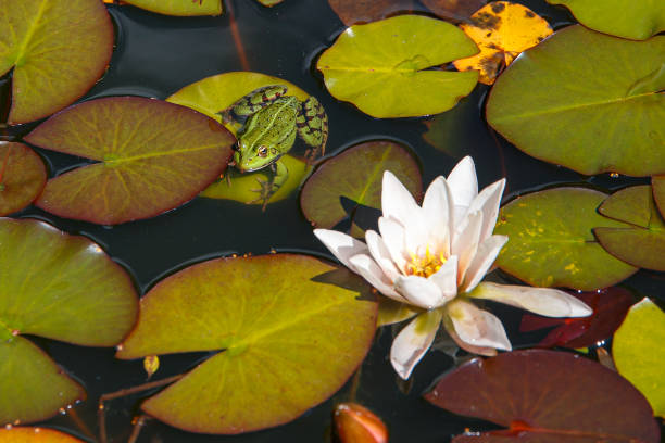 istock A green frog sits on a blooming lily leaf. 1264611024