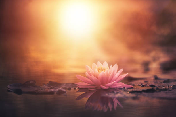 istock lotus flower in water with sunshine 1264611829