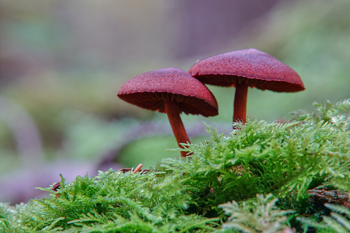 2 wine-red mushrooms grow on a dark green moss surface. Germany.