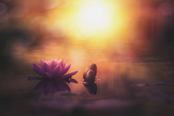 istock lotus flower in water with sunshine 1264612943