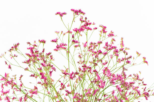 istock Red flowers on white background 1264613828
