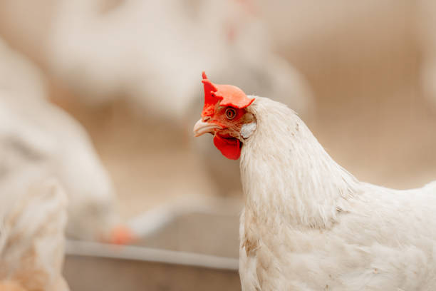 istock white chicken walking outdoors at a chicken farm 1264617072