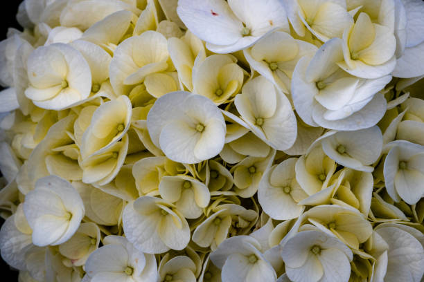 istock Macro photography of white hydrangea flower. Hydrangea Macrophylla. Nature abstract background. 1264617969