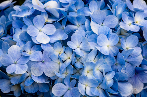 Macro photography of blue hydrangea flower petals. Hydrangea Macrophylla. Nature abstract background.