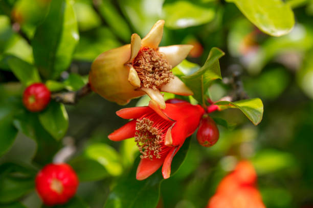 석류 나무 꽃 - pomegranate pomegranite tree tree leaf 뉴스 사진 이미지