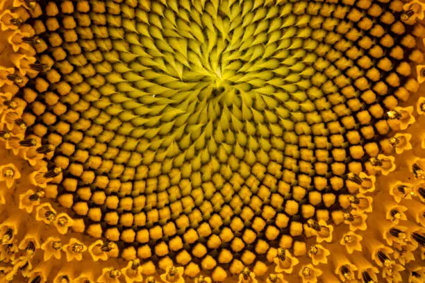 Close-up of orange/yellow sunflower disc florets. Fibonacci sequence pattern. Macro photography. Abstract background.