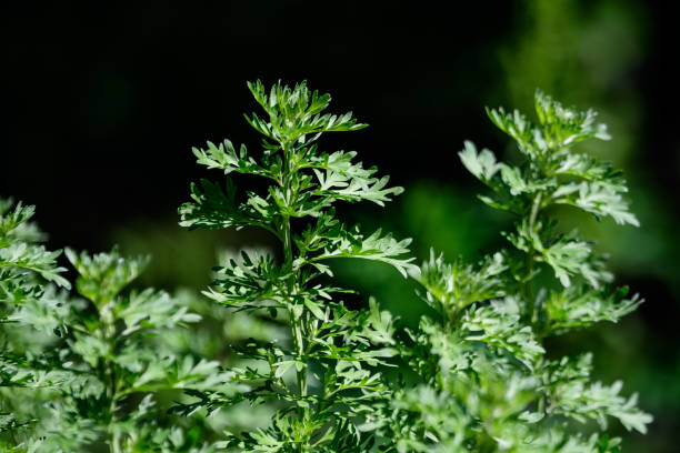 close up of fresh green leaves of artemisia absinthium (wormwood, grand wormwood, absinthe or absinthium), in a garden in a sunny spring day background photographed with soft focus - raw potato field agriculture flower imagens e fotografias de stock