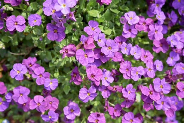 istock Aubrieta deltoidea - 1264620796