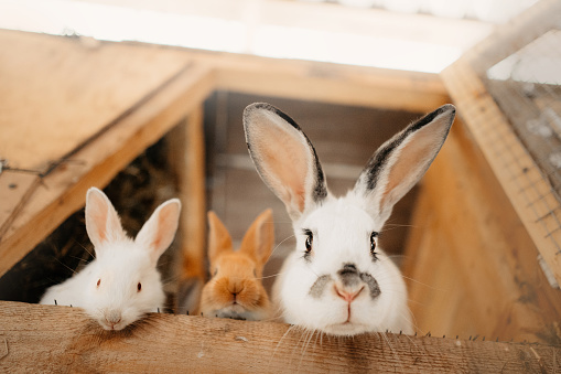 rabbits family inside a cage at an eco farm