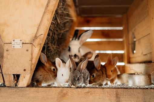 group of baby rabbits at a farm