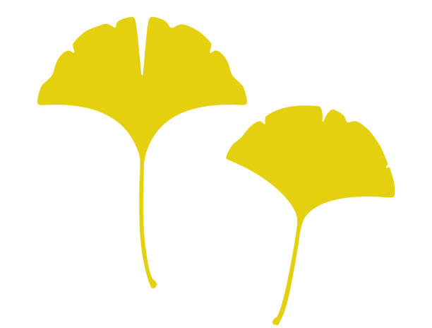 ilustracja opadłych liści ginkgo - ginkgo tree ginkgo tree japan stock illustrations