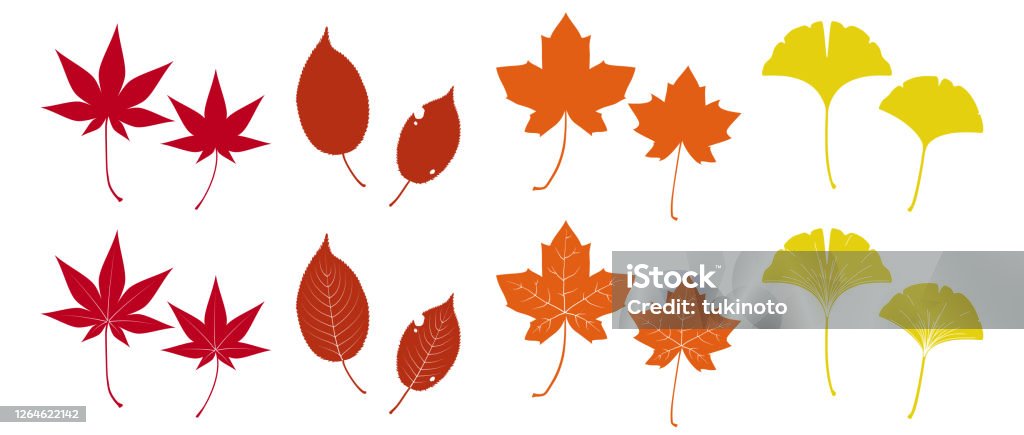 다양한 낙엽의 일러스트 가을 단풍에 대한 스톡 벡터 아트 및 기타 이미지 - 가을 단풍, 은행 나무, 은행나무 - Istock
