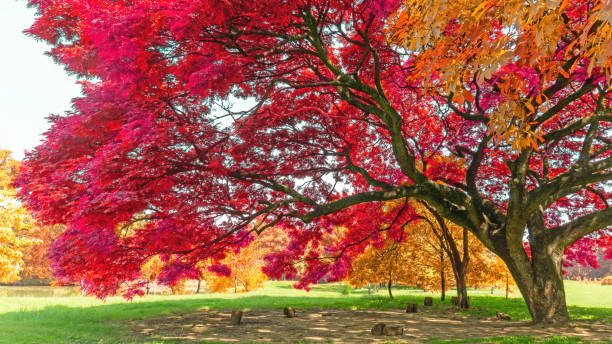 большие деревья дождя завод с красочными листьями, розовый оранжевый и желтый лист в осенний сезон под солнцем утром, на зеленой траве газо� - autumn leaf falling wind стоковые фото и изображения