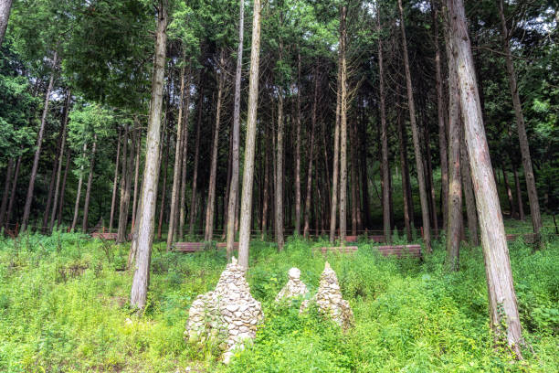 sentier forestier mujangye à jindo - île de jindo photos photos et images de collection