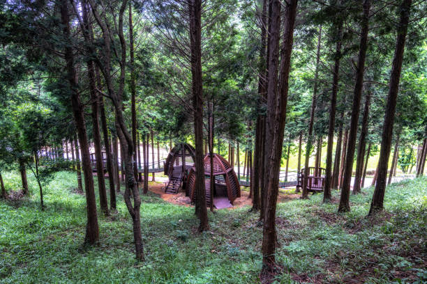 sentier forestier mujangye à jindo - île de jindo photos photos et images de collection
