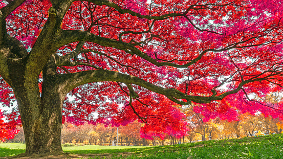 The big Rain trees plant with colorful leaves, pink orange and yellow leaf in autumn season under sunshine morning, on green grass lawn in a park