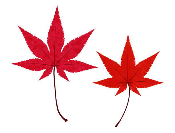 Illustration of fallen leaves of japanese maple Illustration of fallen leaves of japanese maple Japanese Maple stock illustrations