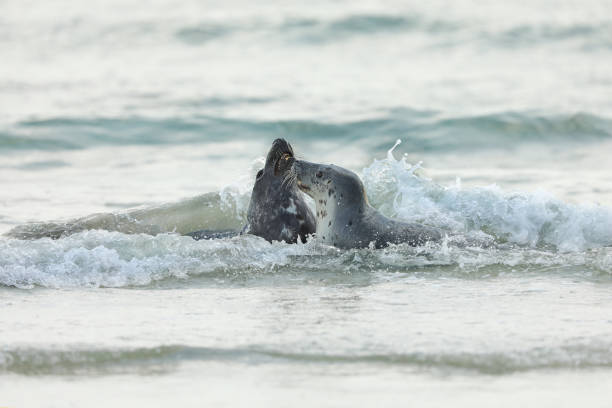 selo cinza atlântico, halichoerus grypus, duas focas brincando na água, animais nadando nas ondas do oceano, alemanha - grypus - fotografias e filmes do acervo