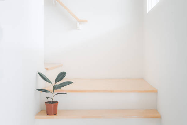 istock Rubber plant tree (ficus elastica) in brown pot for home decoration placed on staircase with sun light from top window. Concept of house plant for home decoration. 1264623408