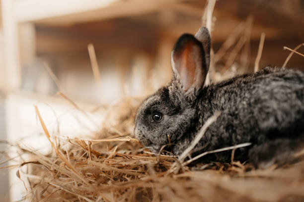 lapin gris de chéri dans le foin à une ferme écologique - rabbit hairy gray animal photos et images de collection