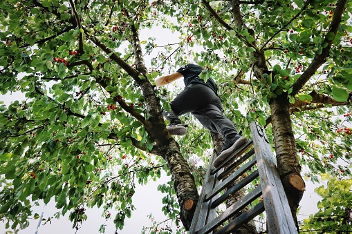 Low Angle View Of Man Picking Cherries Against Trees