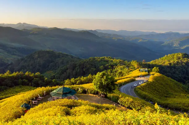 Photo of Sunflower field at Mae U ko