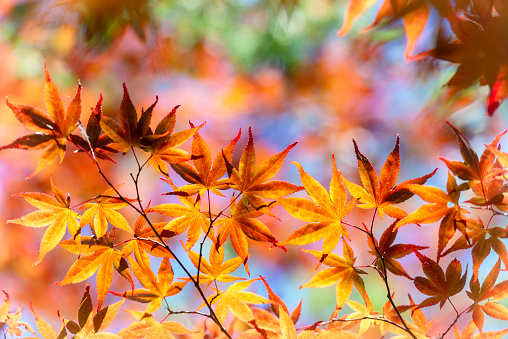 Red leaves of the Japanese Maple